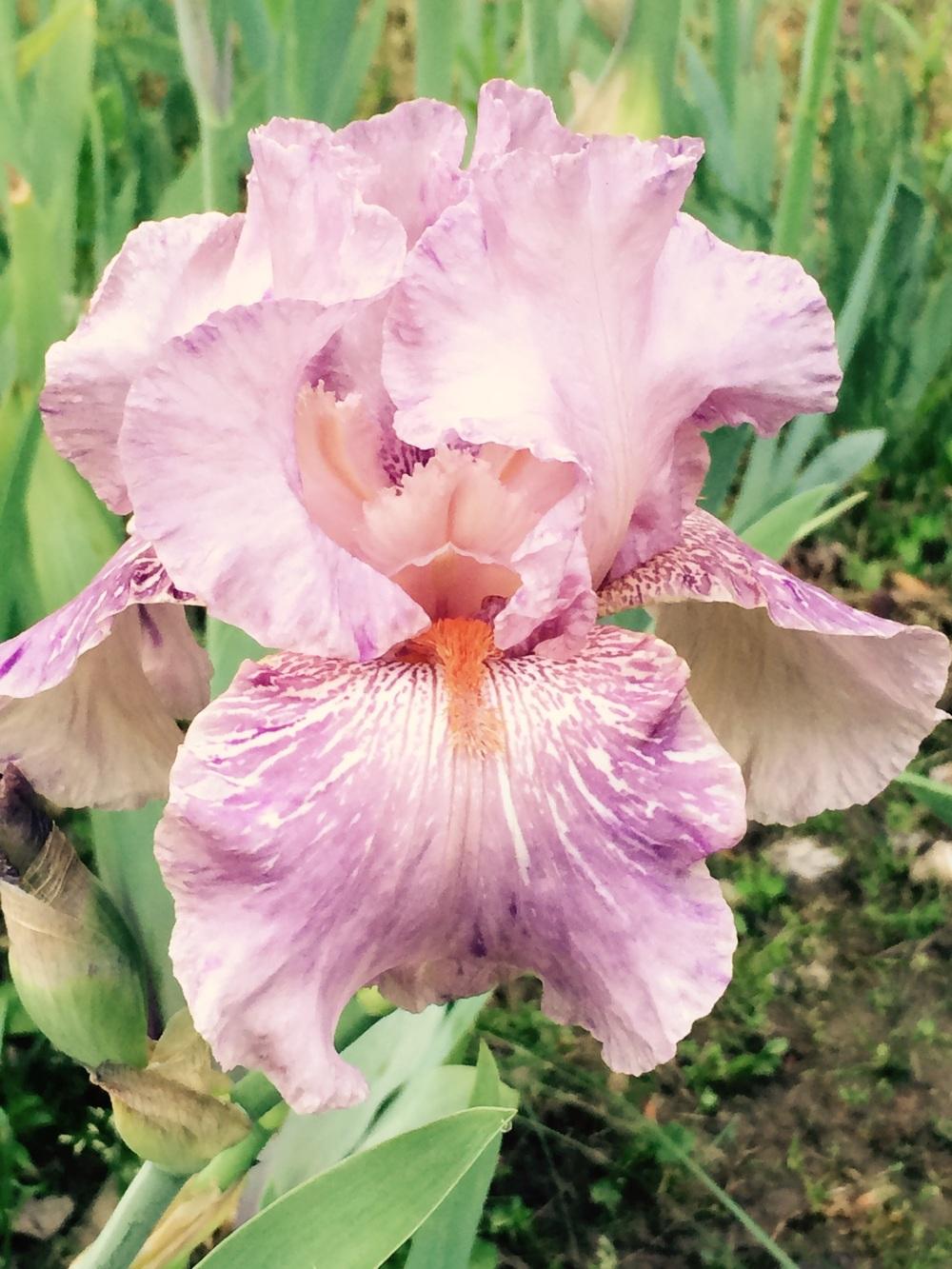Photo of Tall Bearded Iris (Iris 'Maria Tormena') uploaded by Lbsmitty