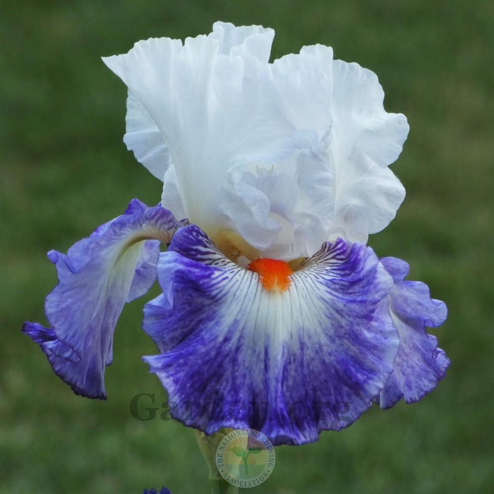 Photo of Tall Bearded Iris (Iris 'Gypsy Lord') uploaded by Patty