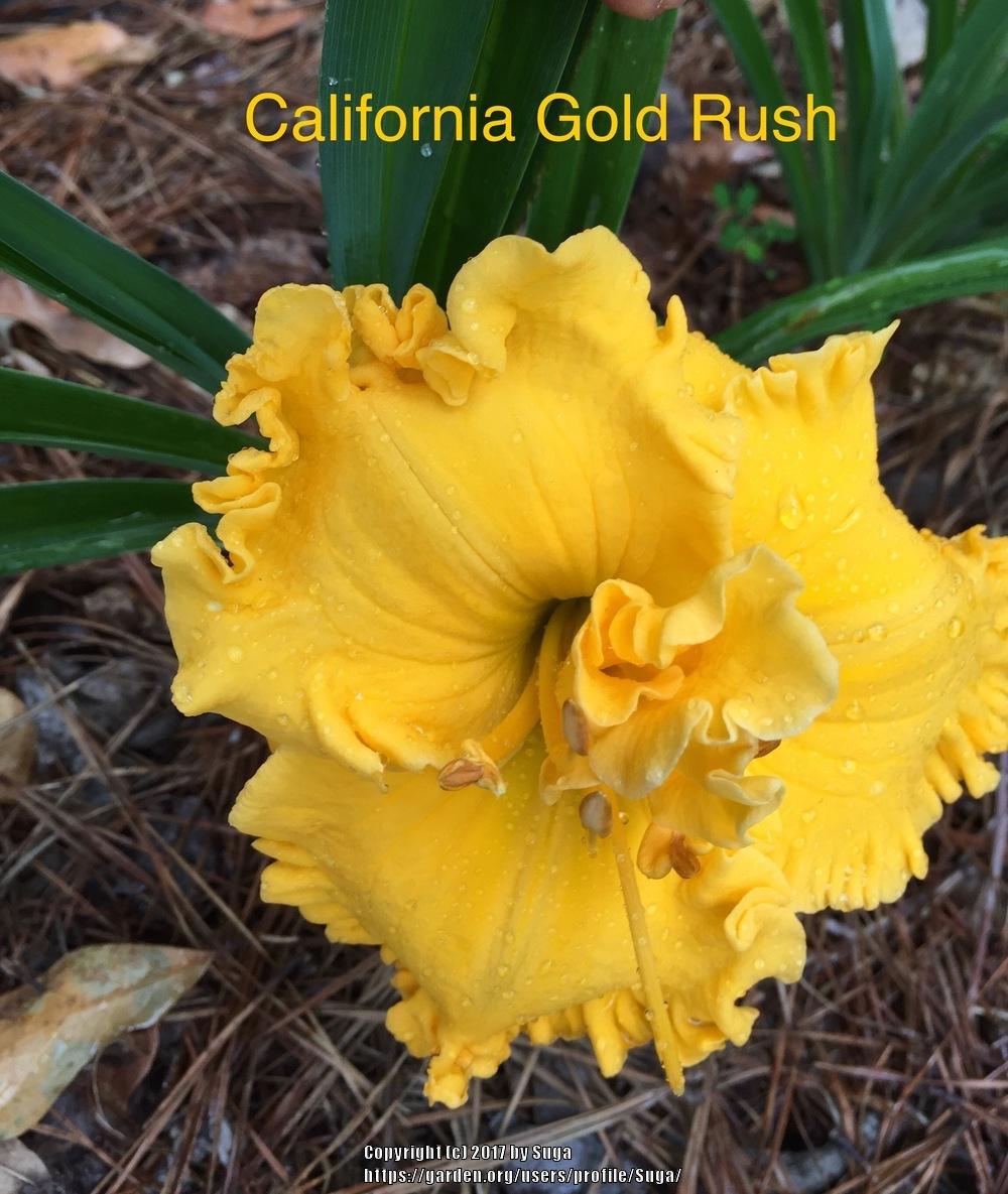 Photo of Daylily (Hemerocallis 'California Gold Rush') uploaded by Suga