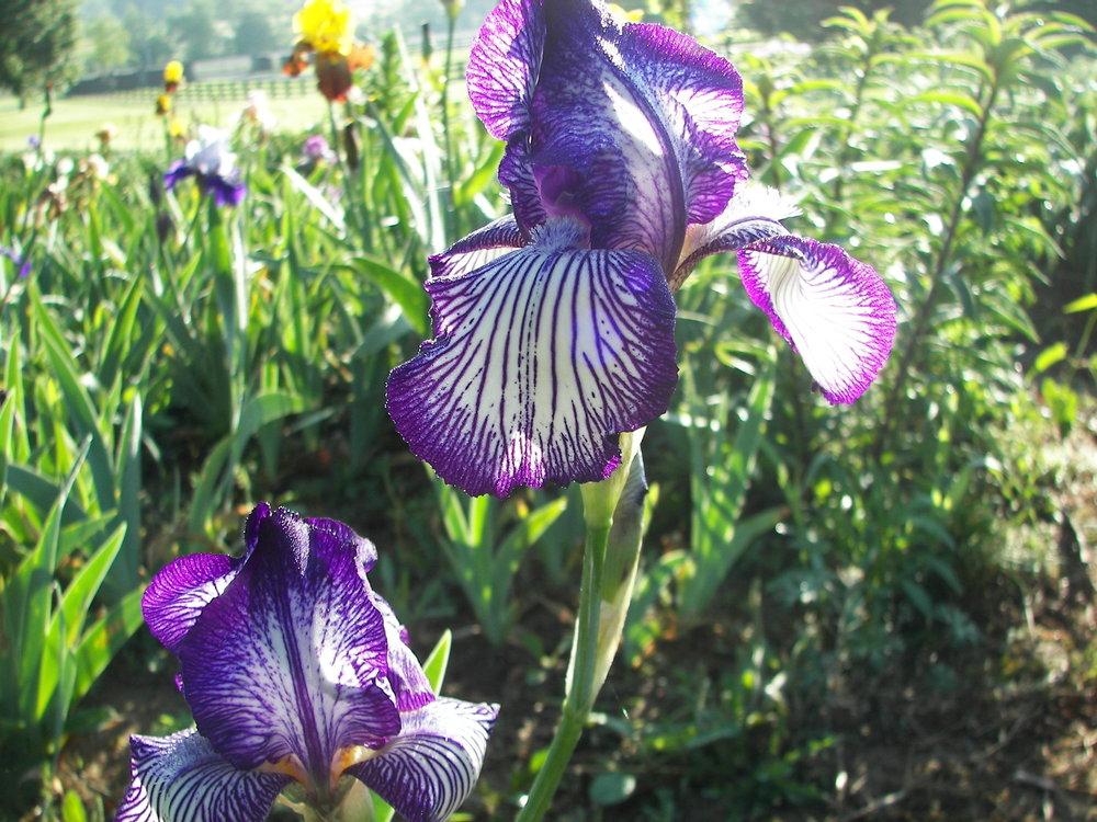 Photo of Tall Bearded Iris (Iris 'Circus Stripes') uploaded by alilyfan