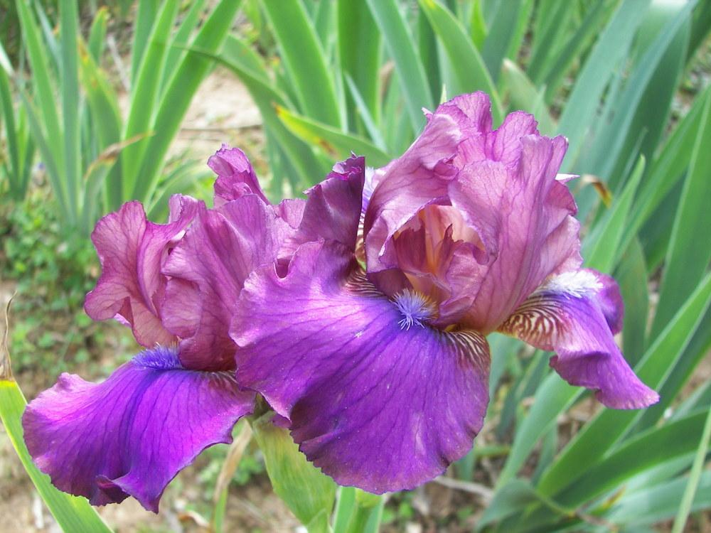 Photo of Intermediate Bearded Iris (Iris 'Candy Rock') uploaded by alilyfan