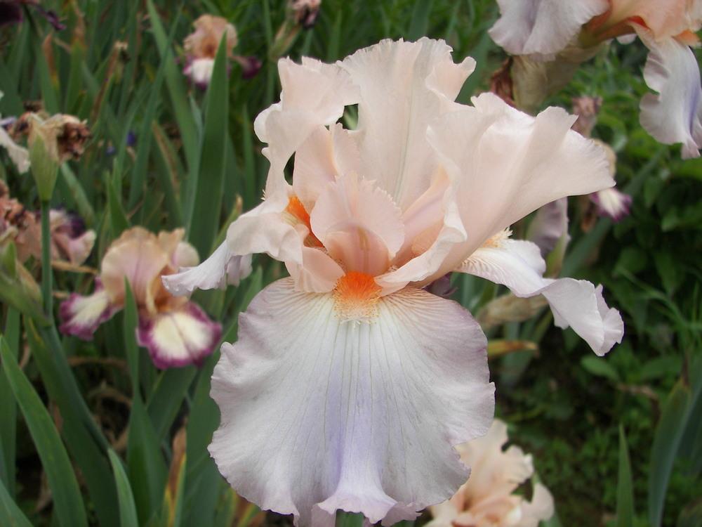Photo of Tall Bearded Iris (Iris 'Berry Blush') uploaded by alilyfan