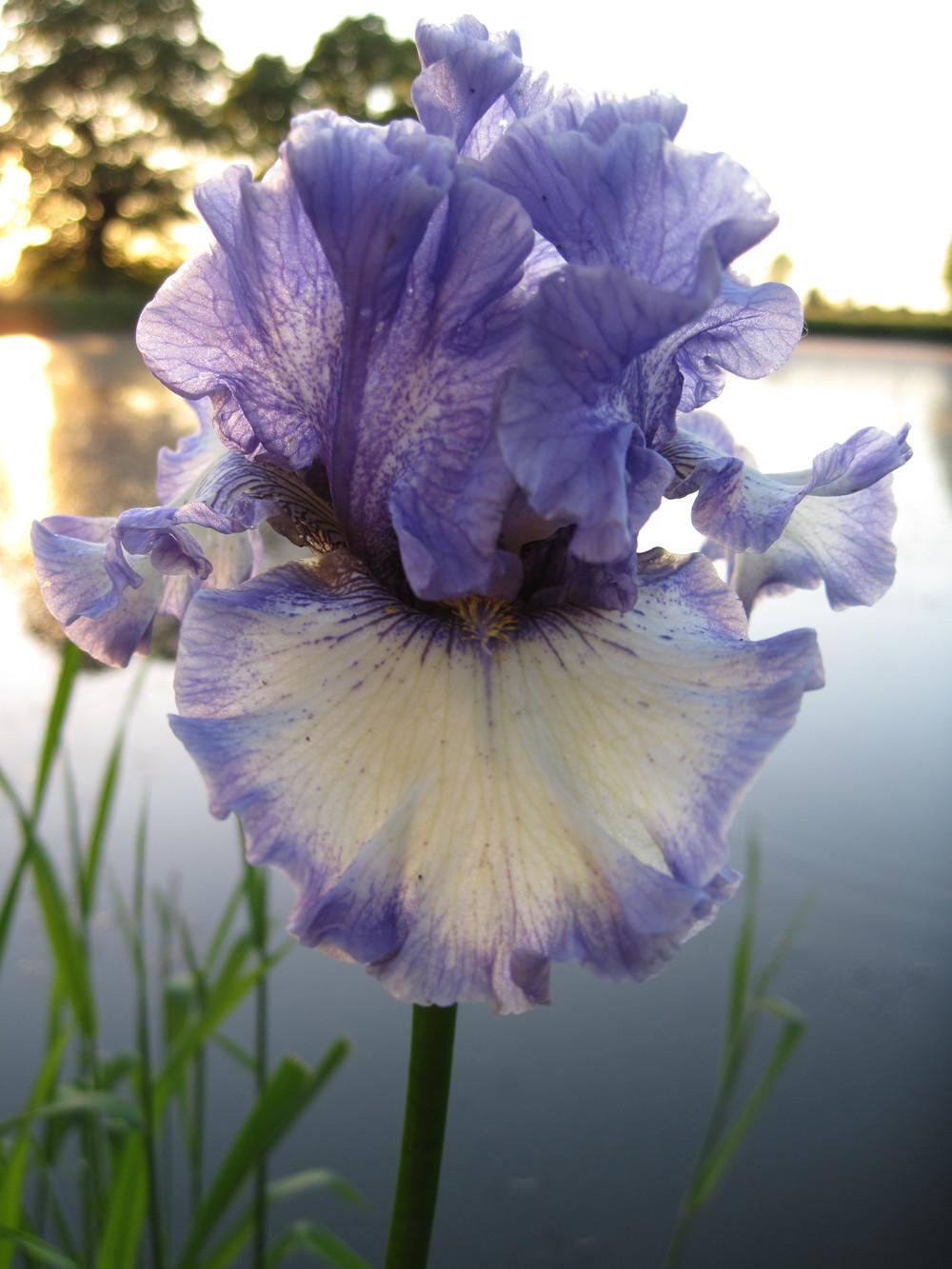 Photo of Tall Bearded Iris (Iris 'Hidden Innocence') uploaded by barashka