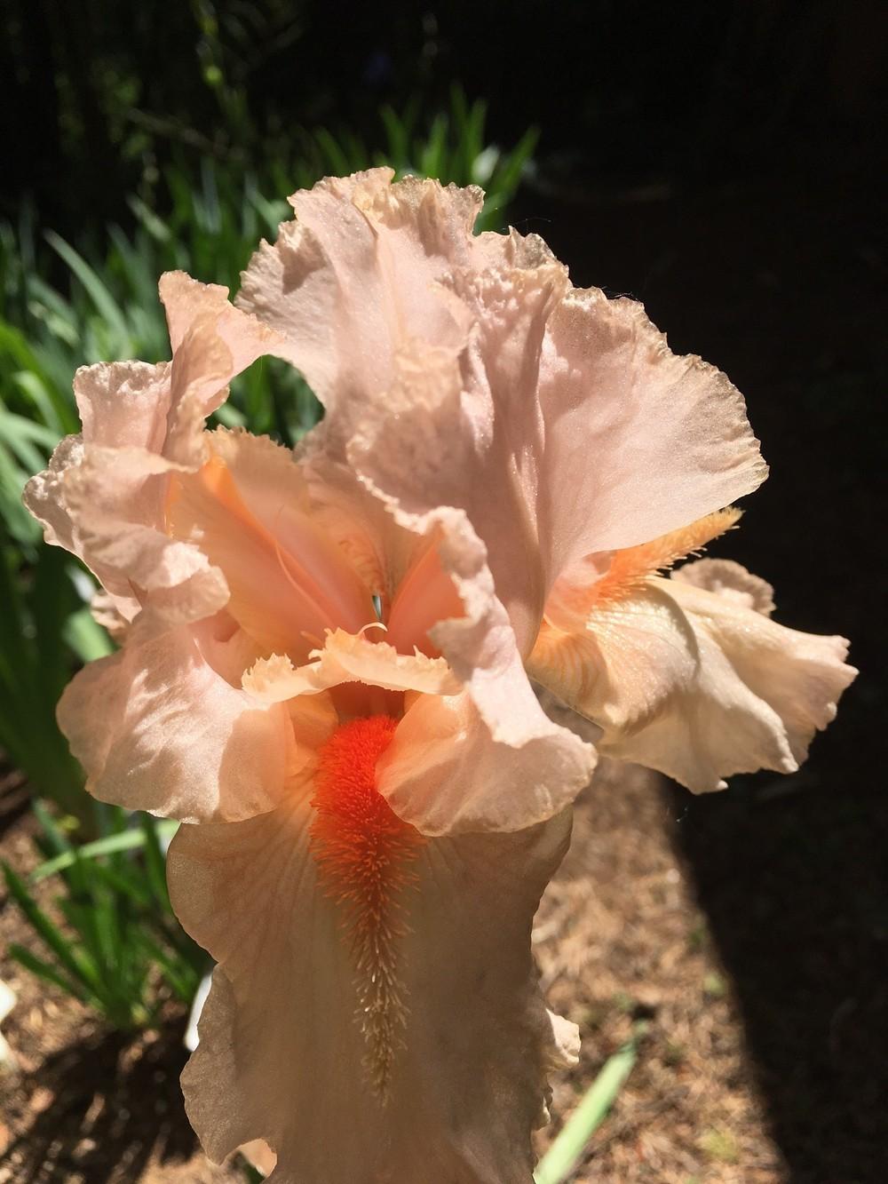 Photo of Tall Bearded Iris (Iris 'Coral Point') uploaded by lharvey16