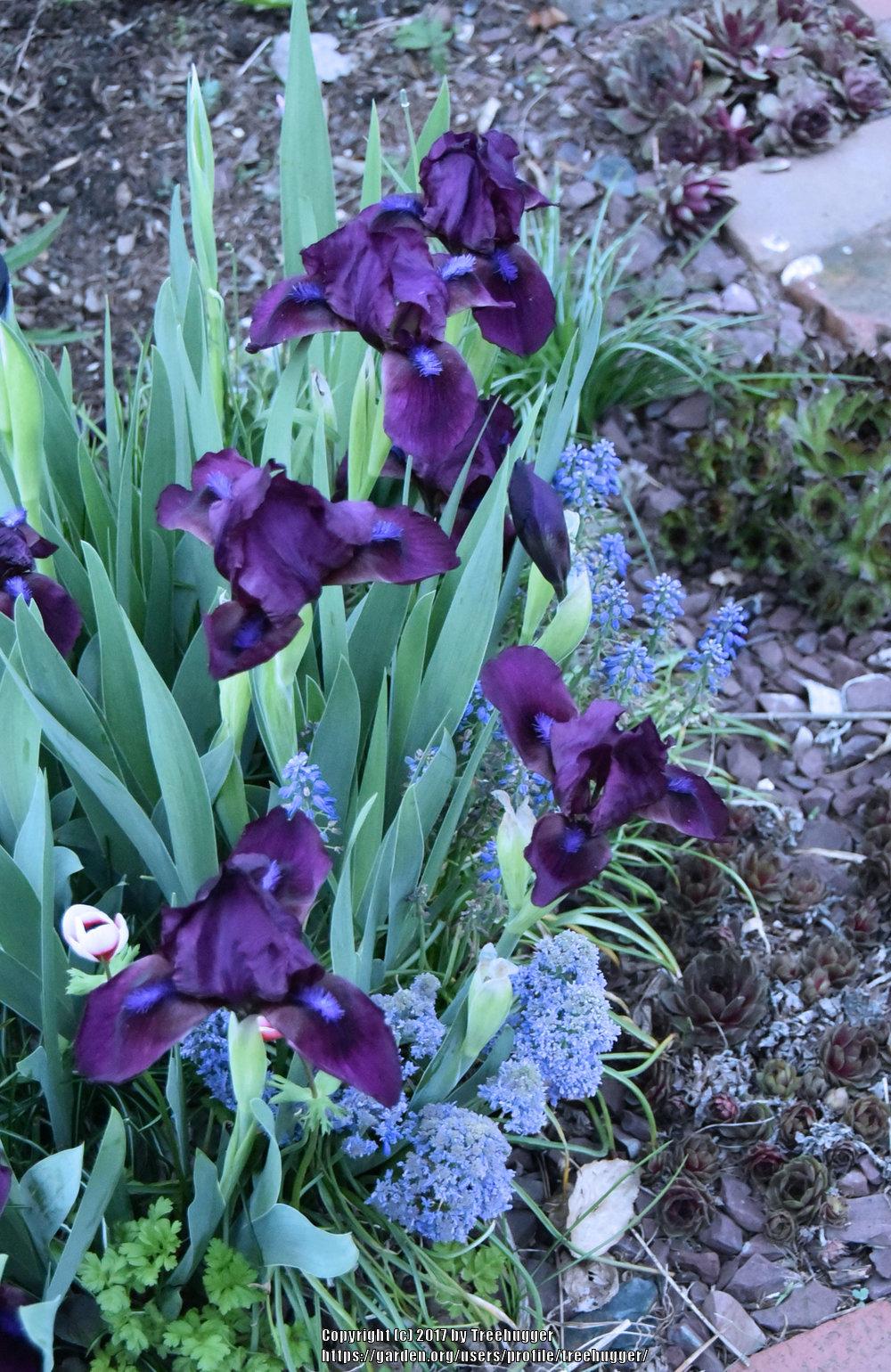 Photo of Standard Dwarf Bearded Iris (Iris 'Cherry Garden') uploaded by treehugger