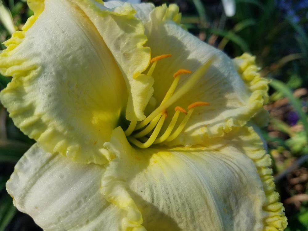 Photo of Daylily (Hemerocallis 'Emerald Spring') uploaded by value4dollars