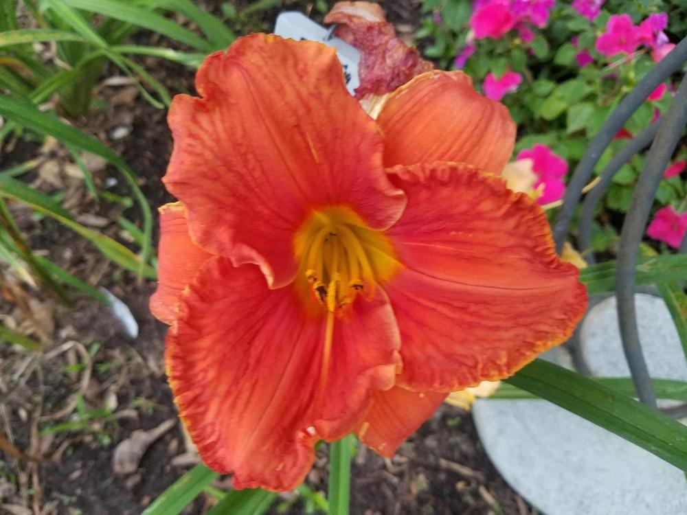 Photo of Daylily (Hemerocallis 'Fit to Eat') uploaded by value4dollars