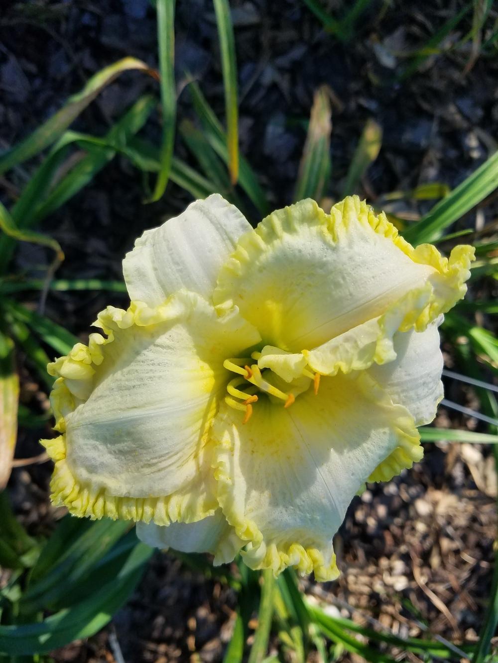 Photo of Daylily (Hemerocallis 'Emerald Spring') uploaded by value4dollars