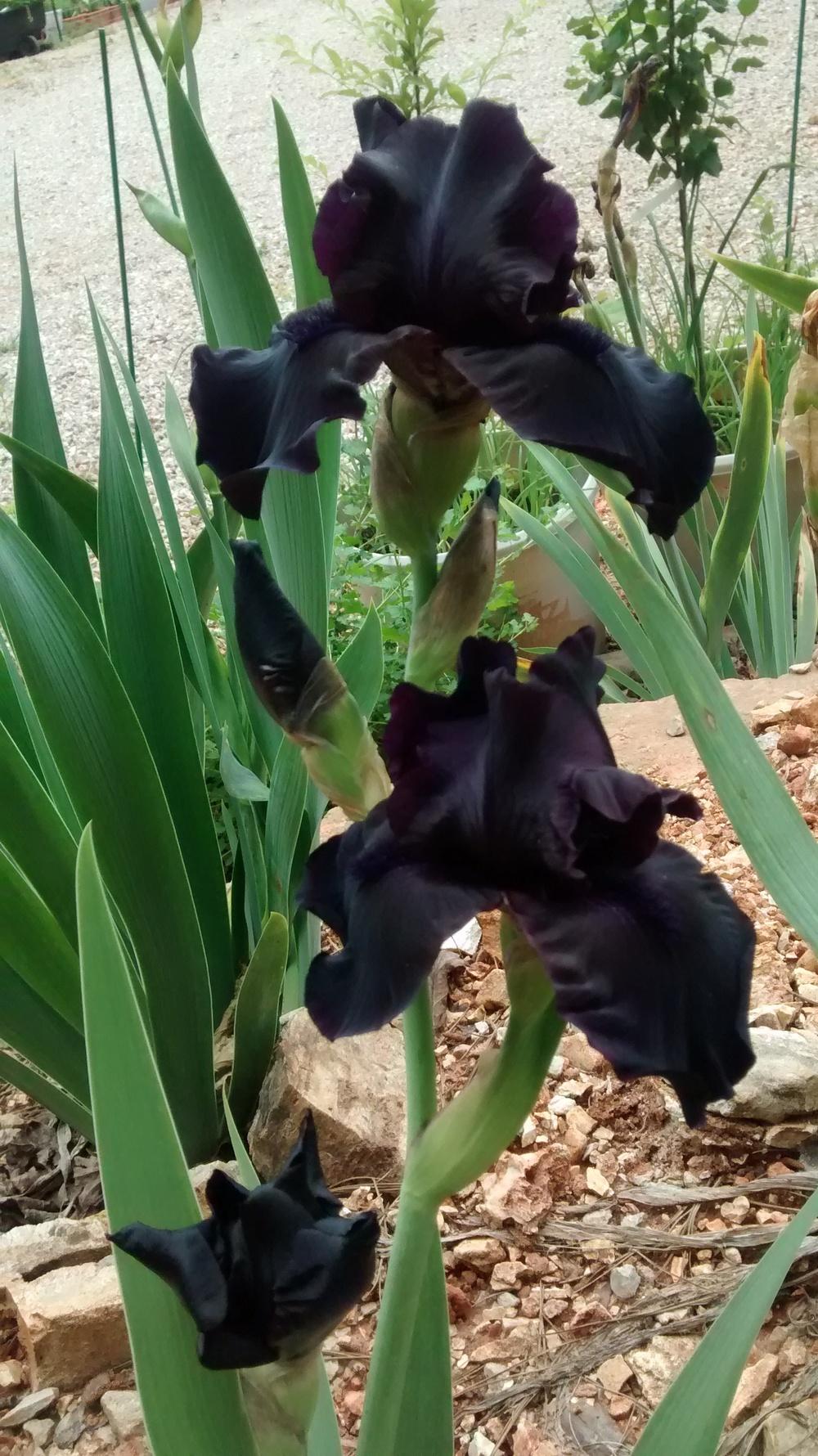 Photo of Tall Bearded Iris (Iris 'Midnight Oil') uploaded by DraDiana