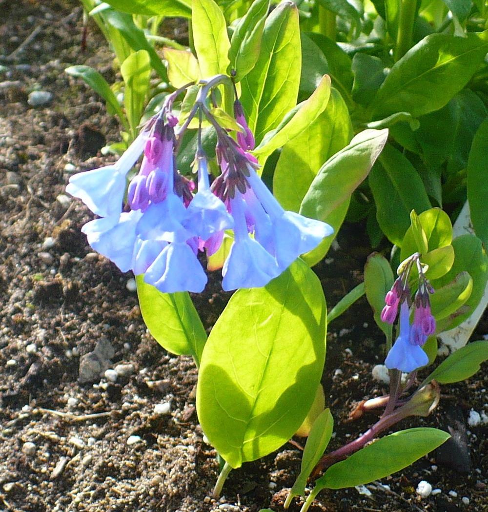Photo of Virginia Bluebells (Mertensia virginica) uploaded by HemNorth