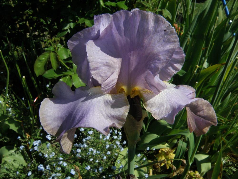 Photo of Tall Bearded Iris (Iris 'Anxious') uploaded by IrisLilli