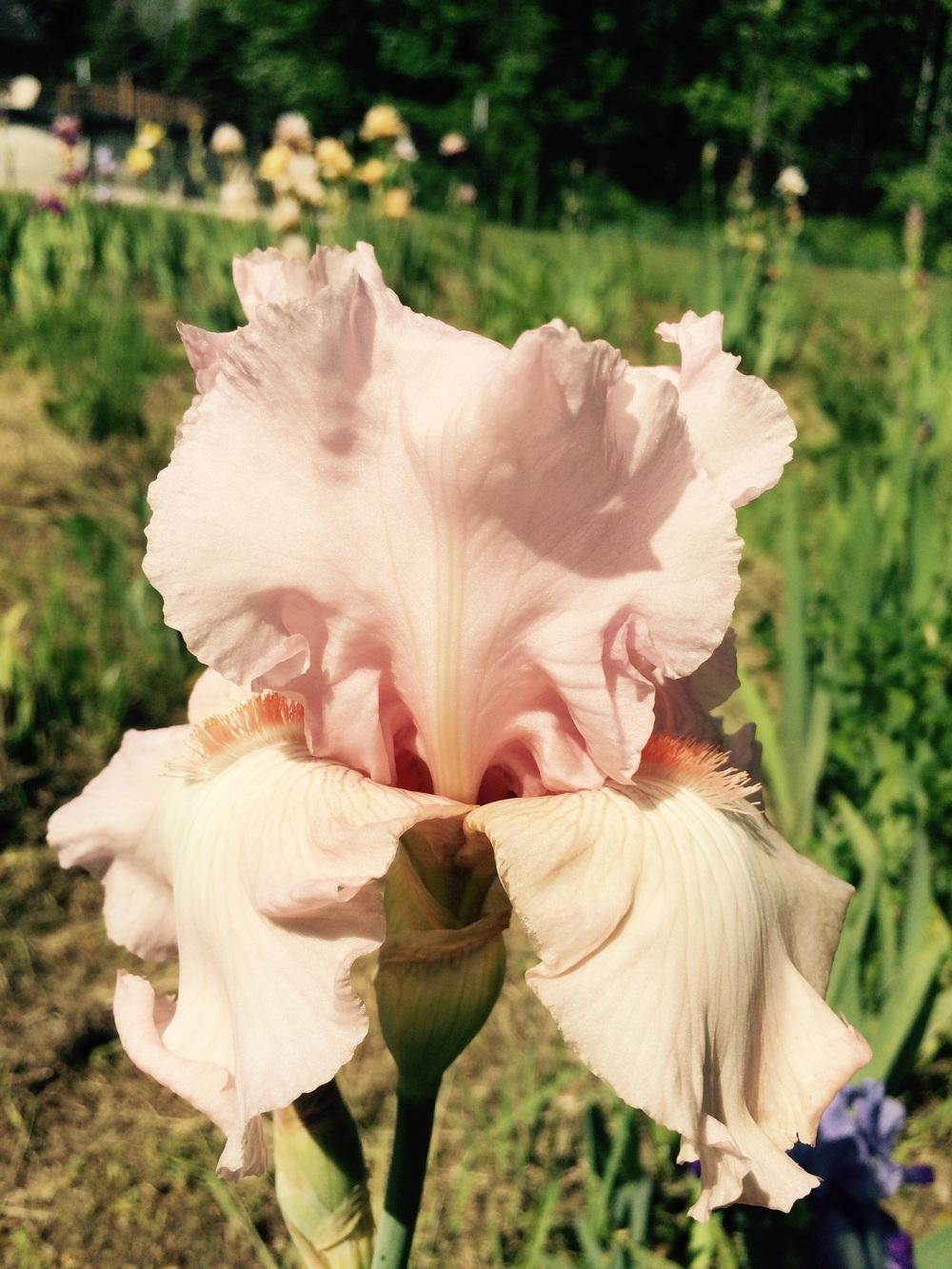 Photo of Tall Bearded Iris (Iris 'Vanity') uploaded by Lbsmitty