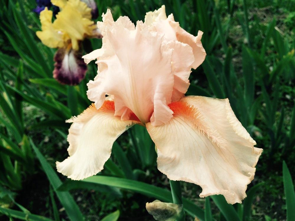 Photo of Tall Bearded Iris (Iris 'Coral Point') uploaded by Lbsmitty