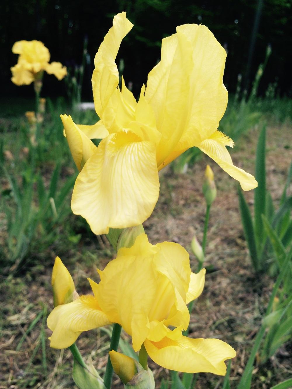 Photo of Tall Bearded Iris (Iris 'Chalice') uploaded by Lbsmitty