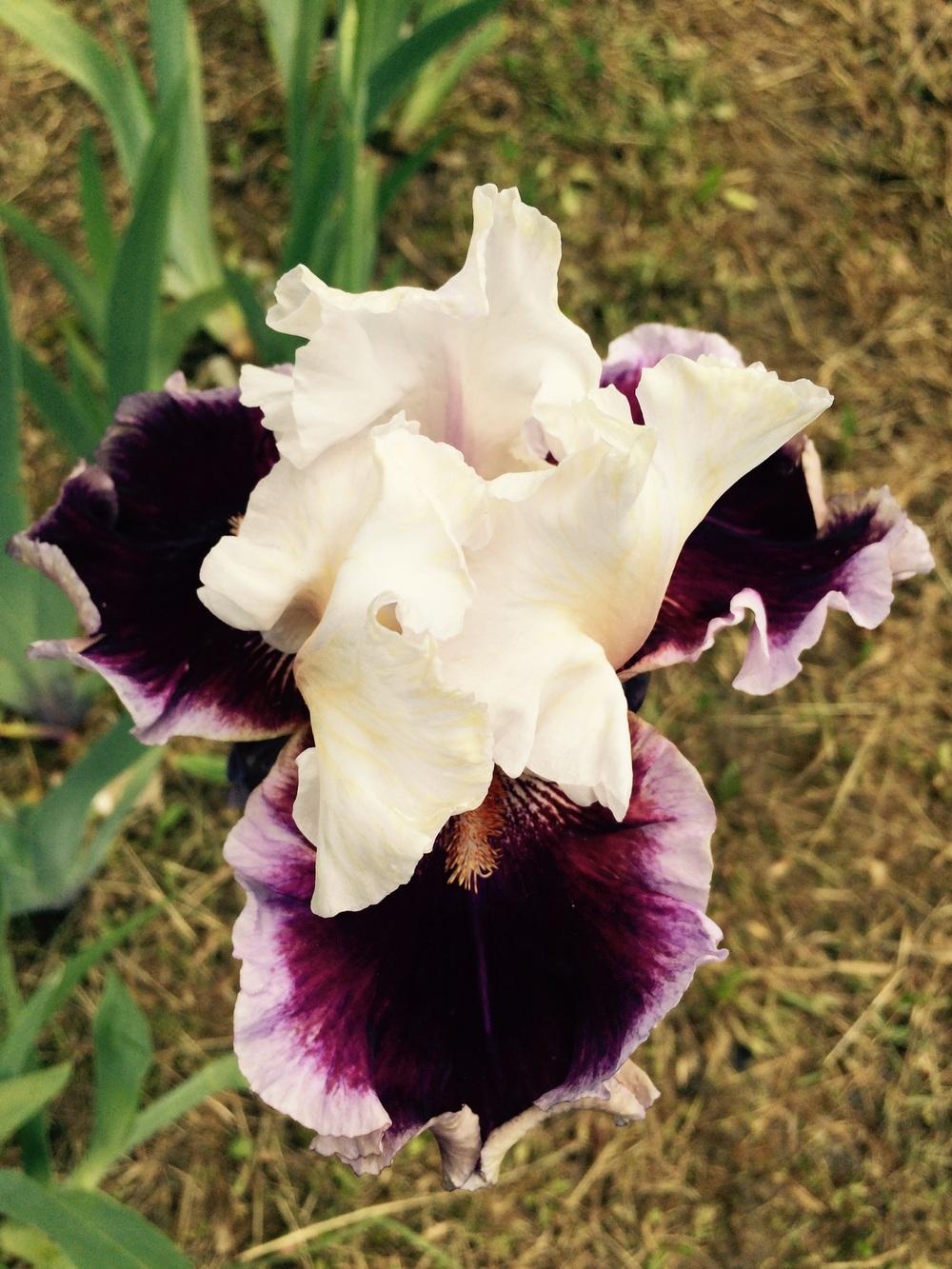 Photo of Tall Bearded Iris (Iris 'Strawberry Freeze') uploaded by Lbsmitty