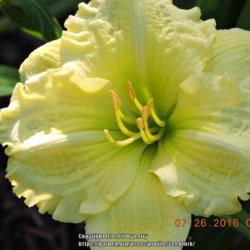 Location: Enterprise, Al. 36330
Date: 2016-07-26
Garden name for this plant is Greenish Yellow