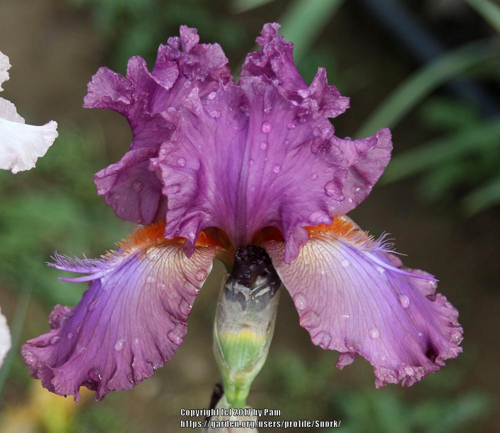 Photo of Tall Bearded Iris (Iris 'Fangnificent') uploaded by Snork