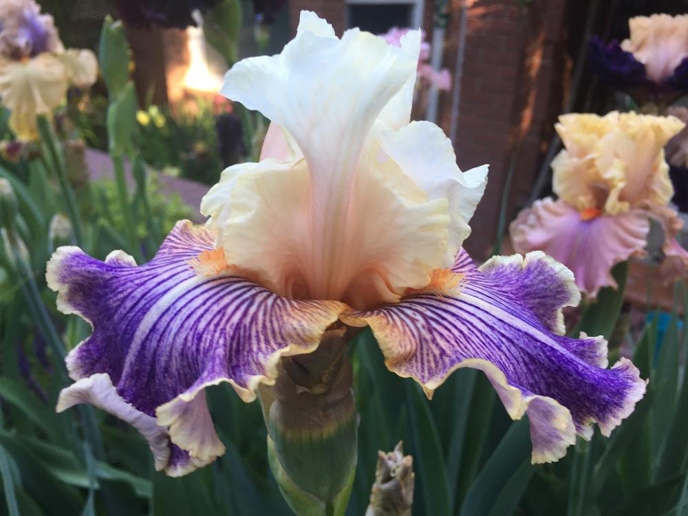 Photo of Tall Bearded Iris (Iris 'Made You Look') uploaded by SpringGreenThumb