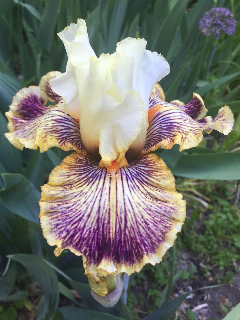 Photo of Tall Bearded Iris (Iris 'Insaniac') uploaded by SpringGreenThumb