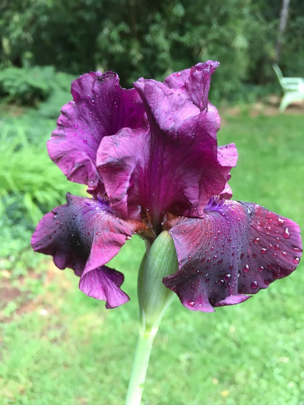 Photo of Tall Bearded Iris (Iris 'Mallory Kay') uploaded by lharvey16