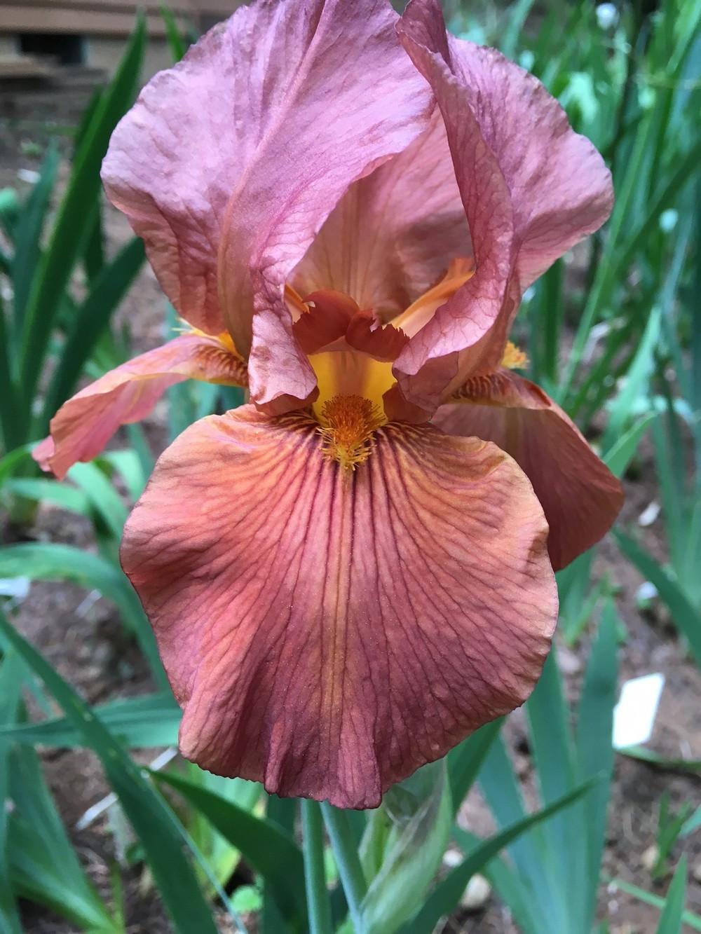 Photo of Tall Bearded Iris (Iris 'Gingersnap') uploaded by lharvey16