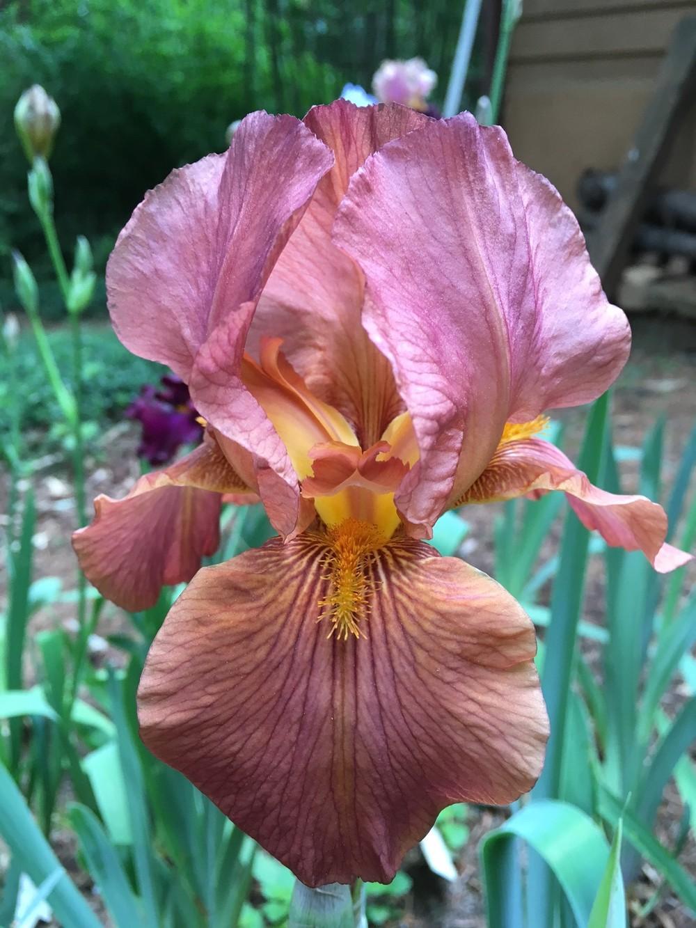 Photo of Tall Bearded Iris (Iris 'Gingersnap') uploaded by lharvey16
