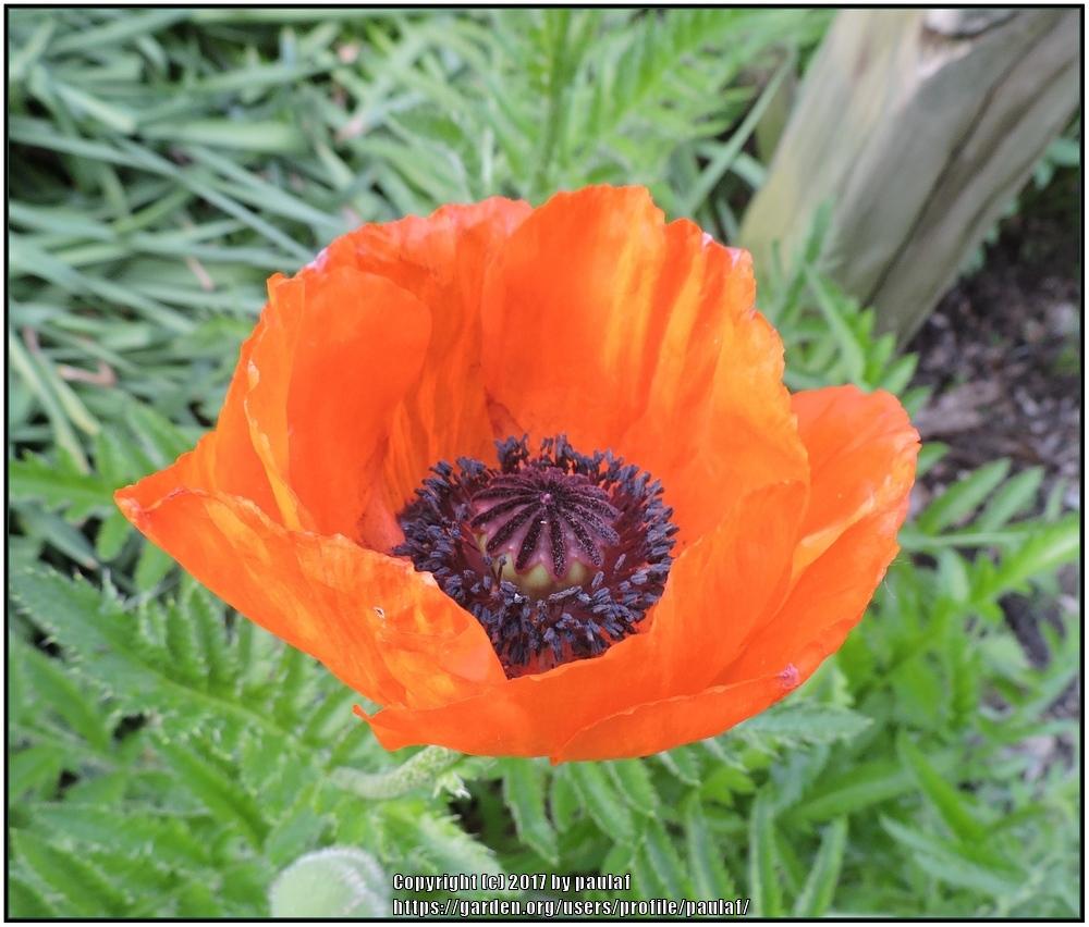Photo of Poppies (Papaver) uploaded by paulaf