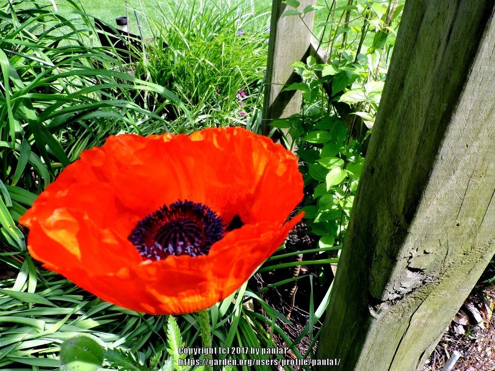 Photo of Poppies (Papaver) uploaded by paulaf