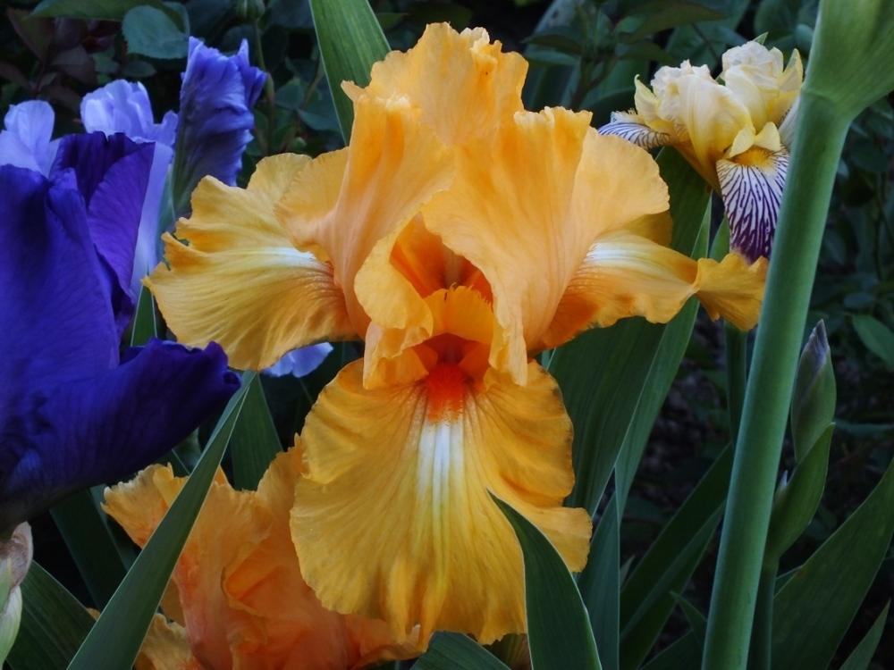 Photo of Tall Bearded Iris (Iris 'Piroska') uploaded by sunnyvalley