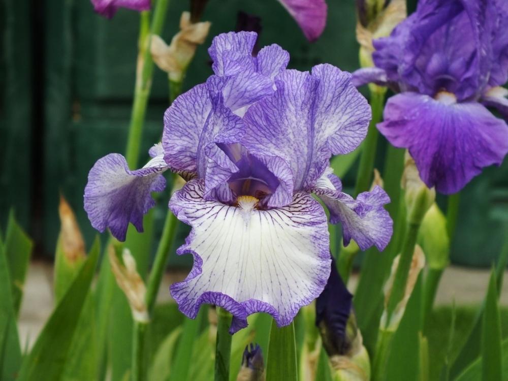 Photo of Tall Bearded Iris (Iris 'Earl of Essex') uploaded by sunnyvalley