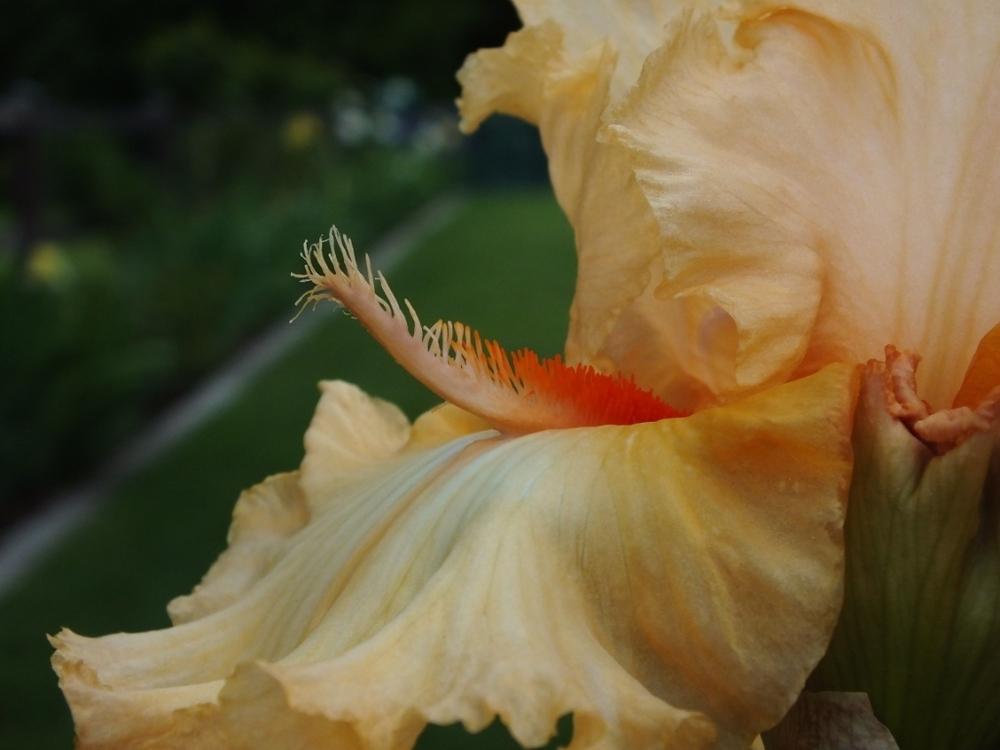 Photo of Tall Bearded Iris (Iris 'Capricious Candles') uploaded by sunnyvalley