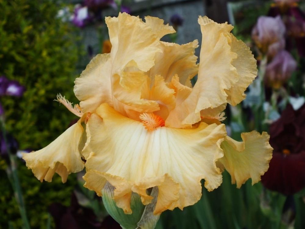 Photo of Tall Bearded Iris (Iris 'Capricious Candles') uploaded by sunnyvalley
