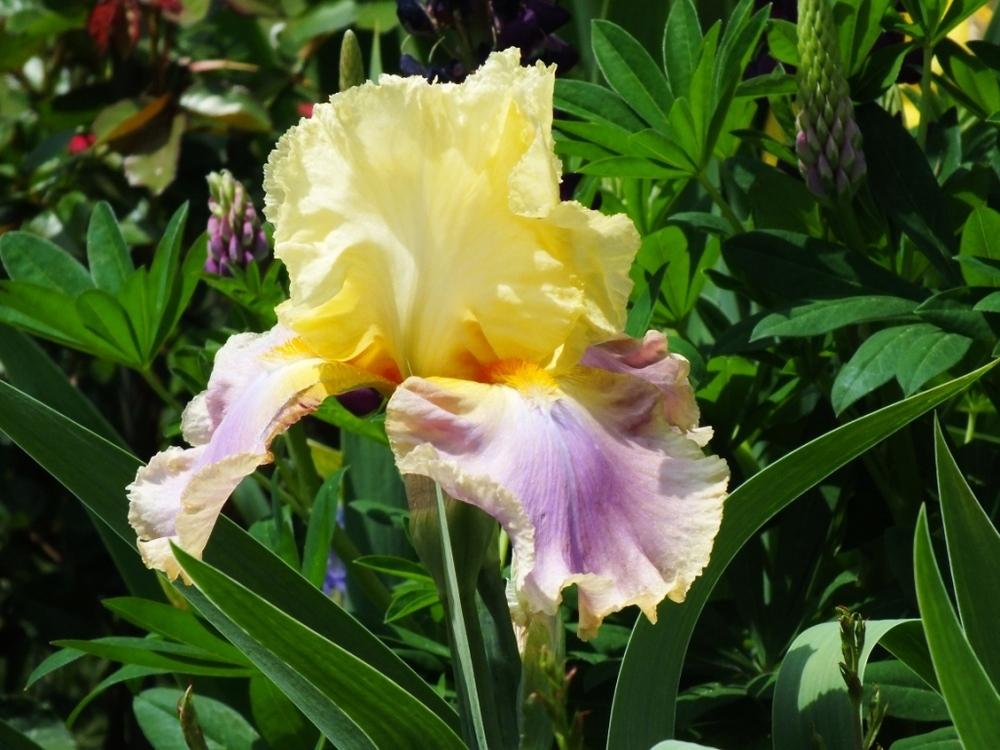 Photo of Tall Bearded Iris (Iris 'Distant Chimes') uploaded by sunnyvalley