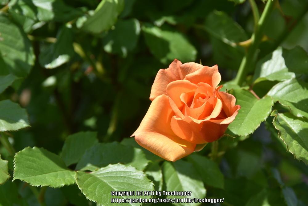 Photo of Rose (Rosa 'Autumn Sunset') uploaded by treehugger