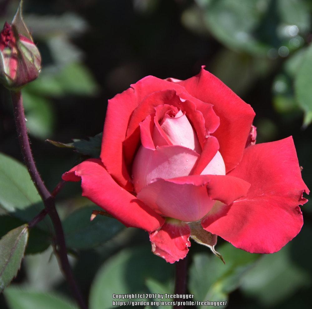 Photo of Rose (Rosa 'Love') uploaded by treehugger