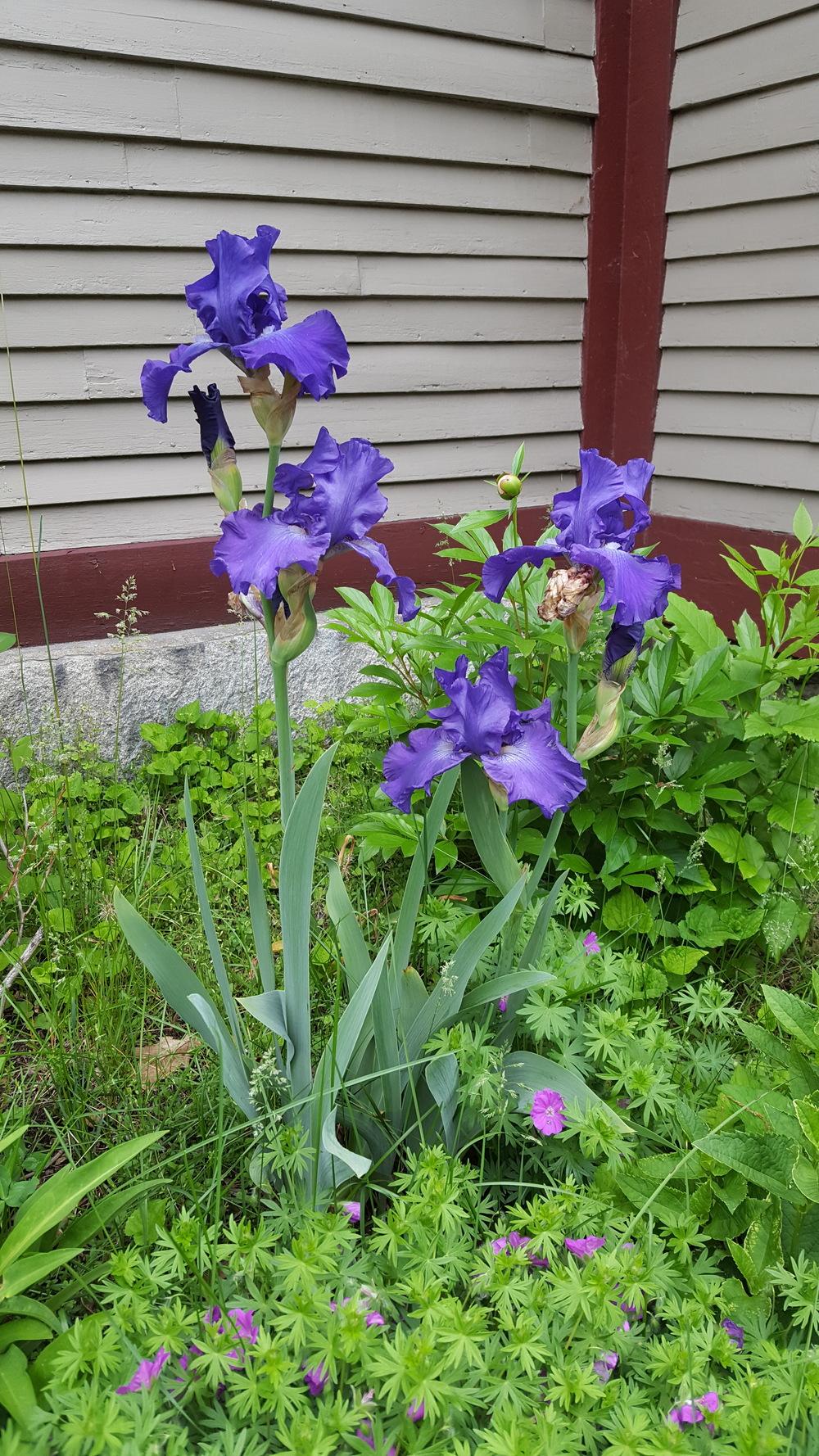 Photo of Tall Bearded Iris (Iris 'Stellar Lights') uploaded by Dachsylady86