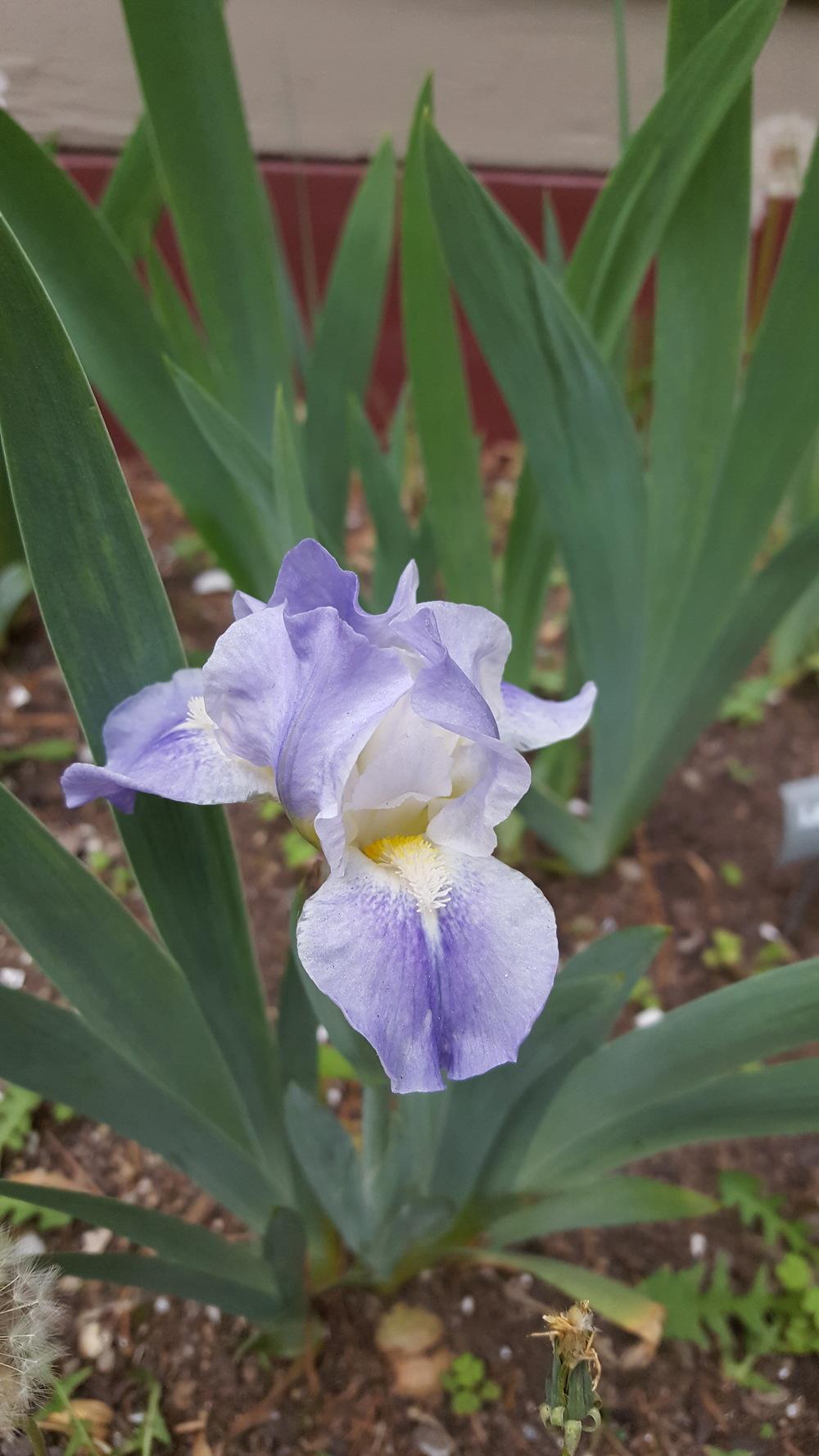 Photo of Standard Dwarf Bearded Iris (Iris 'Gemstar') uploaded by Dachsylady86