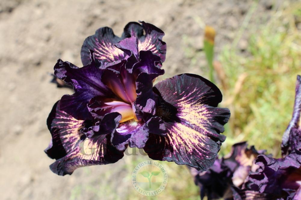Photo of Tall Bearded Iris (Iris 'Dancing in the Dark') uploaded by HighdesertNiki
