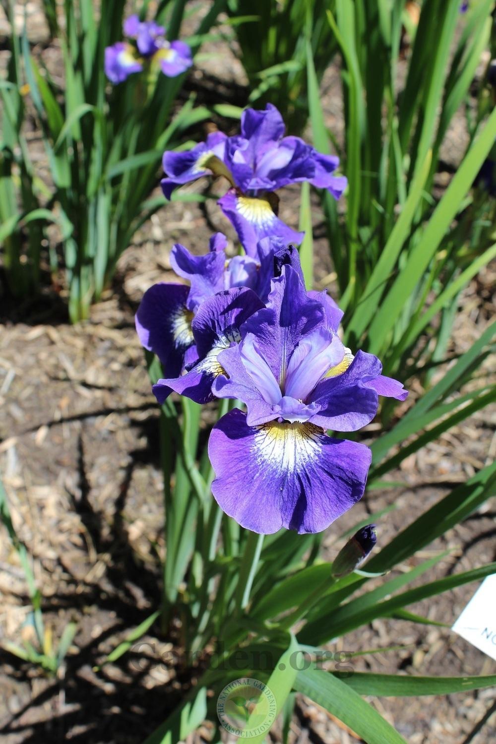 Photo of Irises (Iris) uploaded by HighdesertNiki
