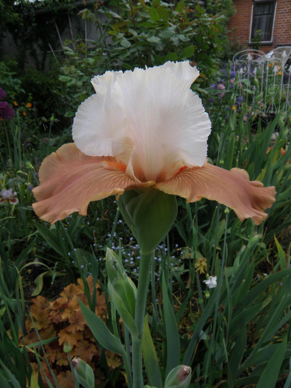 Photo of Tall Bearded Iris (Iris 'Château d'Auvers sur Oise') uploaded by IrisLilli