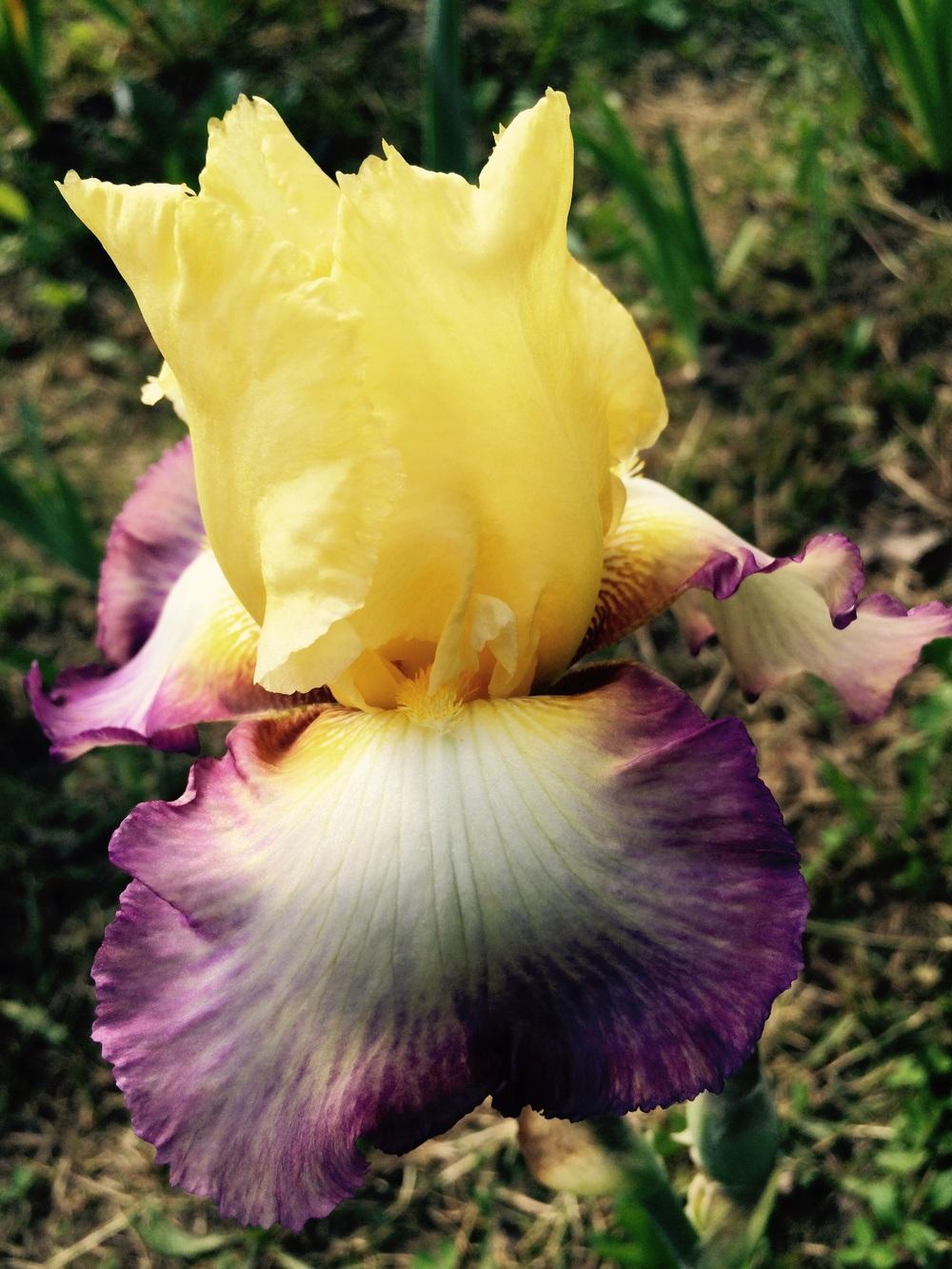 Photo of Tall Bearded Iris (Iris 'Kiss of Kisses') uploaded by Lbsmitty