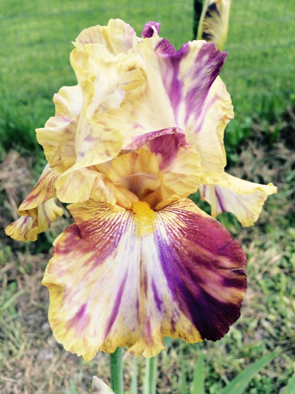 Photo of Tall Bearded Iris (Iris 'Autumn Years') uploaded by Lbsmitty