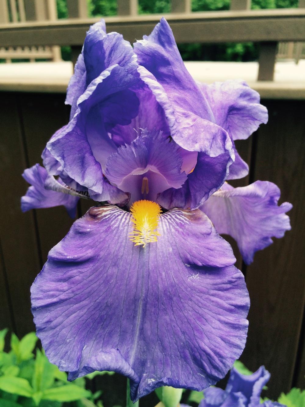 Photo of Tall Bearded Iris (Iris 'Cowabunga') uploaded by Lbsmitty