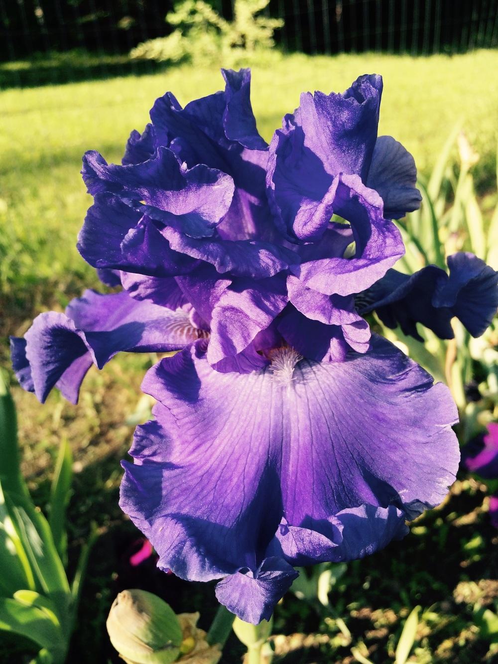 Photo of Tall Bearded Iris (Iris 'Yaquina Blue') uploaded by Lbsmitty