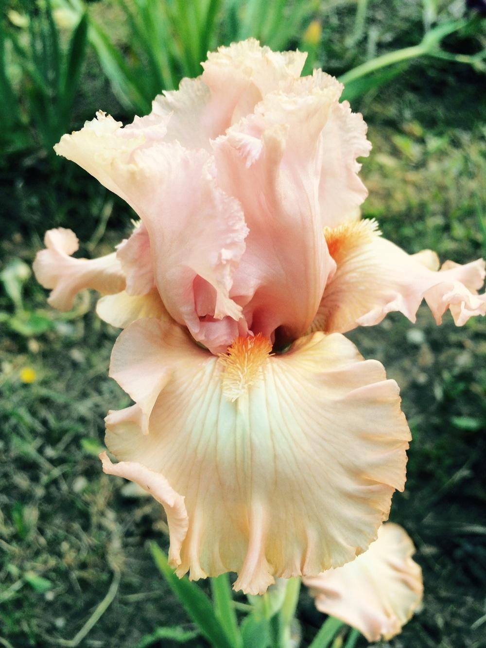 Photo of Tall Bearded Iris (Iris 'Broken Dreams') uploaded by Lbsmitty