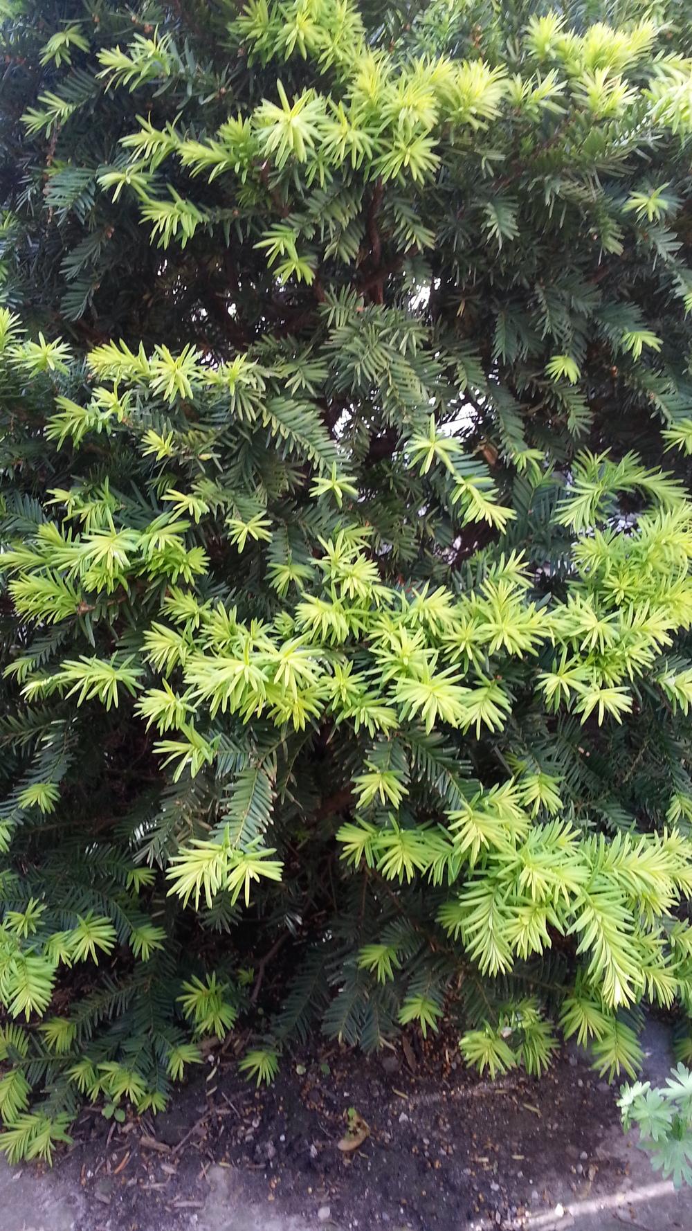 Photo of Anglo-Japanese Yew (Taxus 'Densiformis') uploaded by MissMew