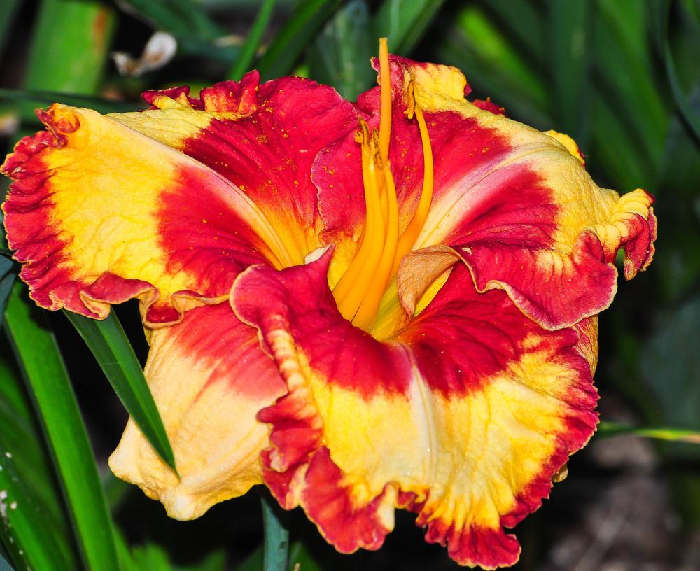 Photo of Daylily (Hemerocallis 'Can't Touch This') uploaded by Pat236