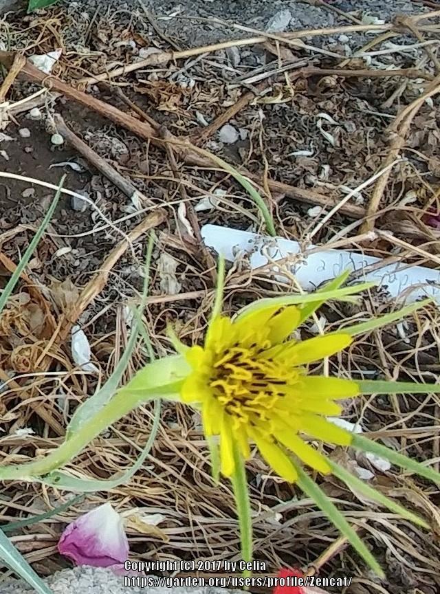 Photo of Yellow Salsify (Tragopogon dubius) uploaded by Zencat