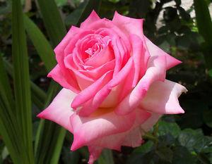 Photo of Rose (Rosa 'Kordes' Perfecta') uploaded by bluezinnia50