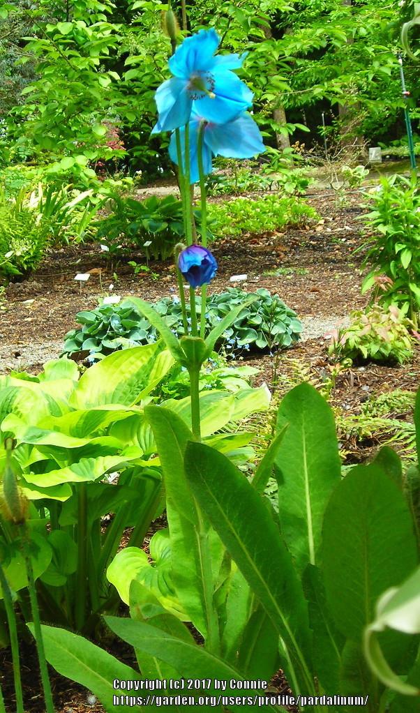 Photo of Himalayan blue poppy (Meconopsis betonicifolia) uploaded by pardalinum